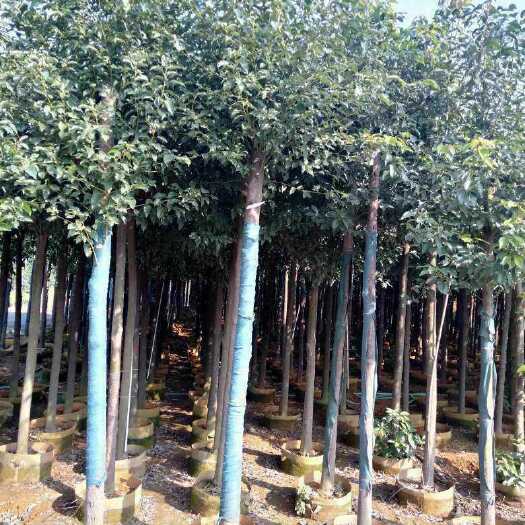长沙县 大量供应营养香樟帒苗