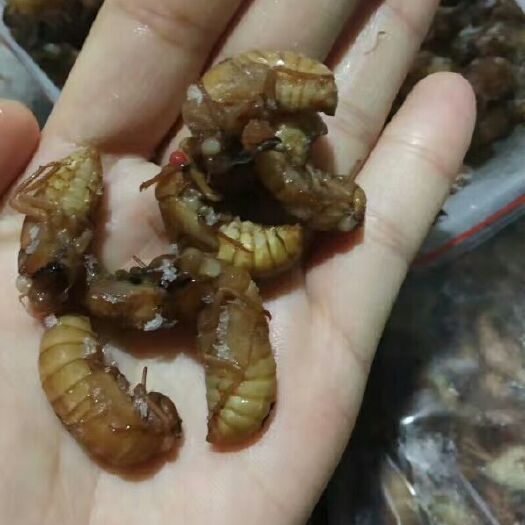 贺州蝉蛹 即炸即食