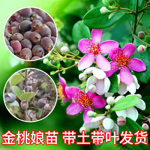 灵山县桃金娘苗  正宗桃金娘树苗山捻子苗乌稔多尼小种苗盆景地栽室内阳台庭院植物