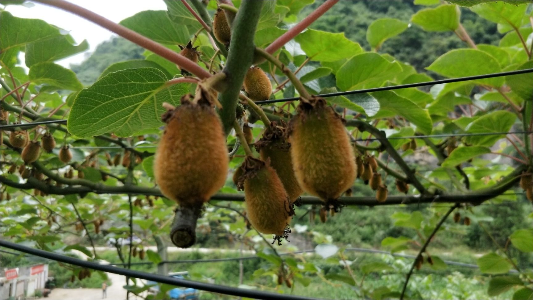  高山 猕猴桃，阳光充足果大一个60到70克左右A 货