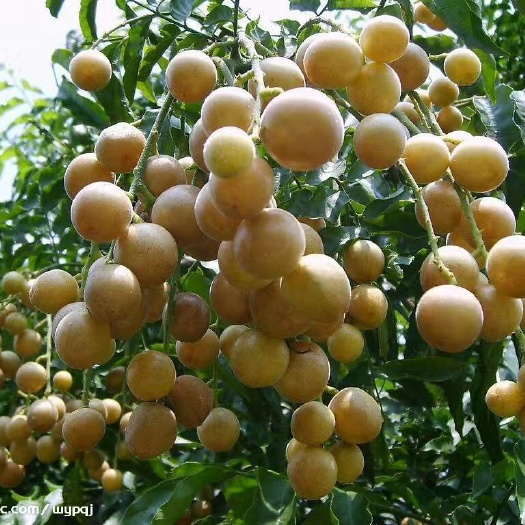 灵山县黑黄皮果苗 黑黄皮，鸡心黄皮，无核黄皮，正品嫁接苗，种植2年挂果