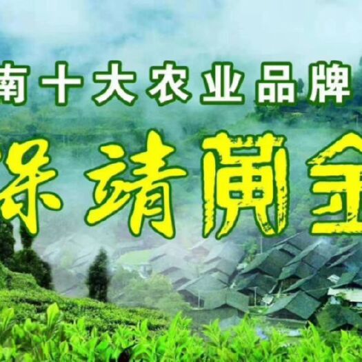 保靖县2024保靖黄金茶明前头采1号原产地500克