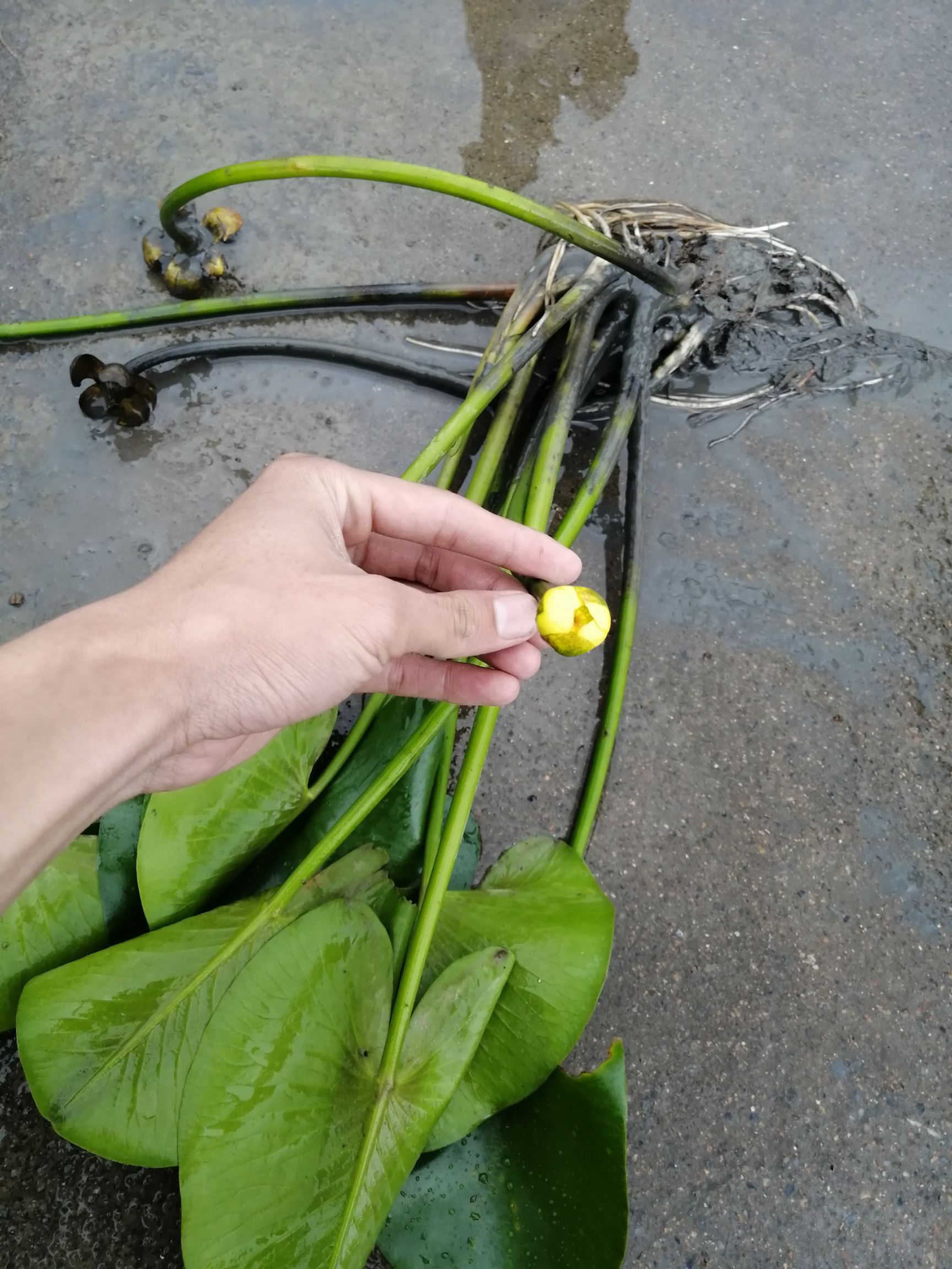 水浮萍 萍缝草 水生植物 中药材