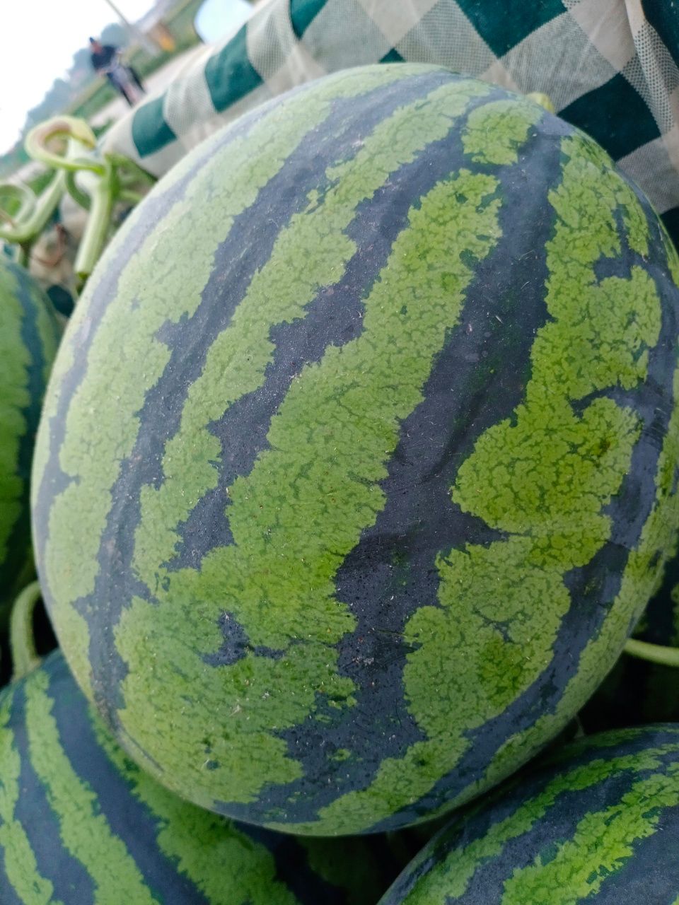 京欣西瓜 京欣，甜王大量上市