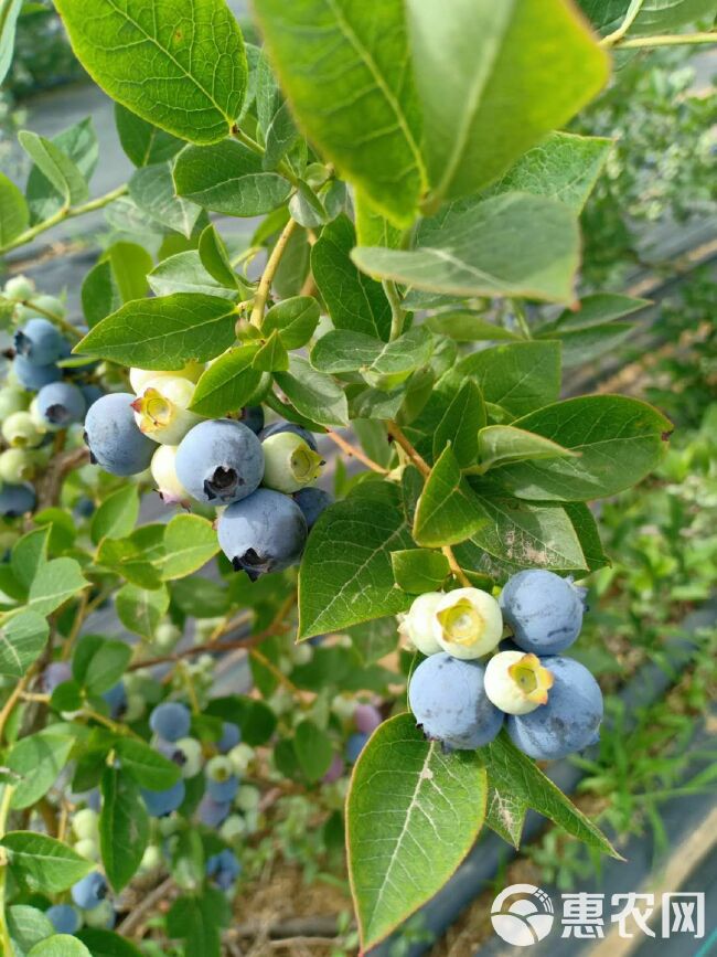 薄雾蓝莓  山区蓝莓，果园直发，现摘现发，电商超市，一件代发，包邮