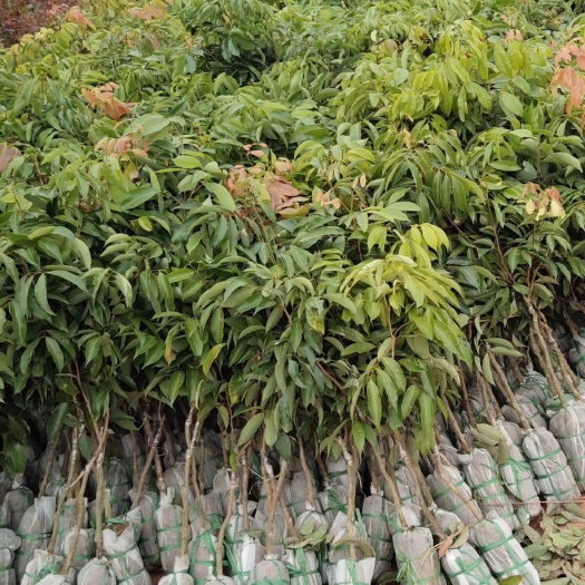 灵山县 仙进奉荔枝苗