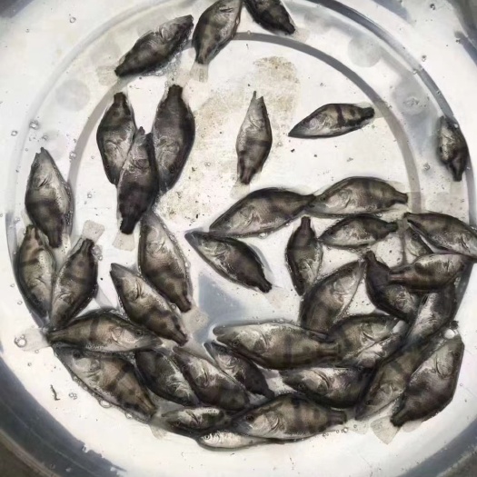 衡阳桂鱼苗 统货