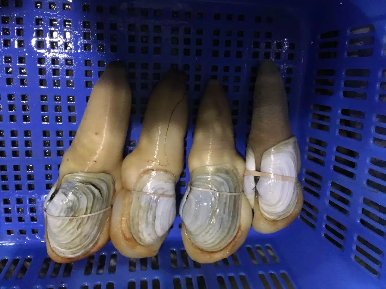  大量现货批发各种象拔蚌，鲜活刺身蚌，