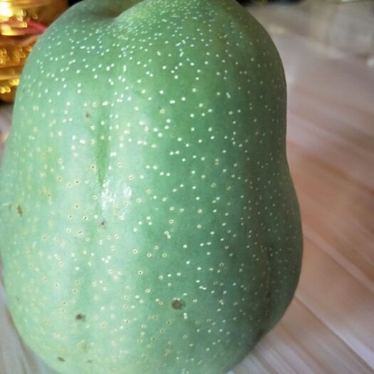 桑植县金木瓜苗 南天木瓜，人间珍品