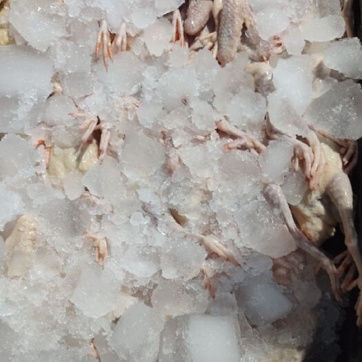 临泉县白羽王鸽肉 常年提供优质白条乳鸽