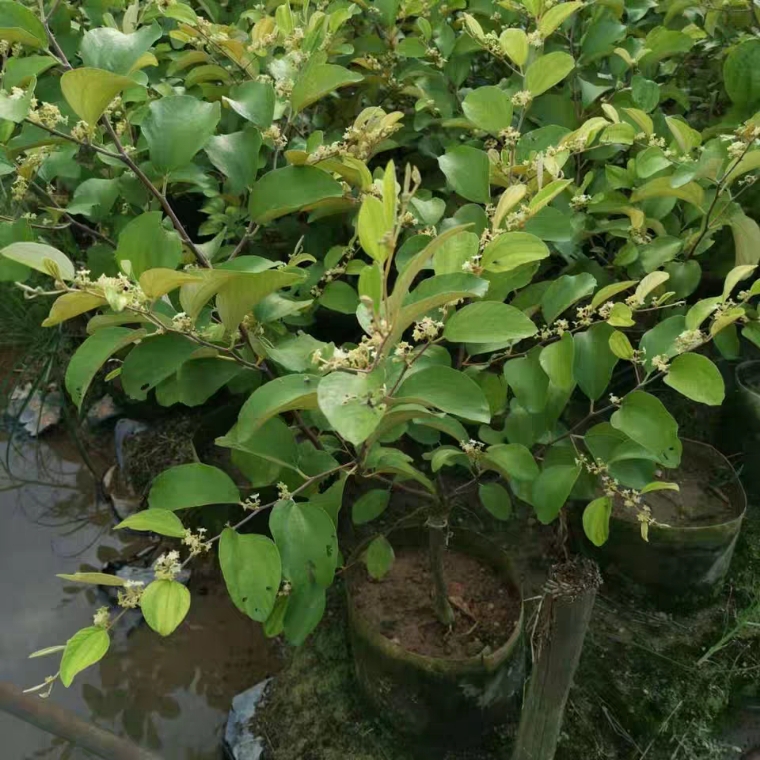 大青枣树苗蜜丝枣苗阳台庭院果树嫁接树枣子苗当年结果可盆