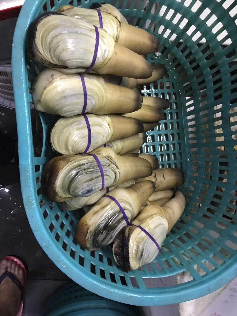  大量现货批发各种象拔蚌，鲜活刺身蚌，