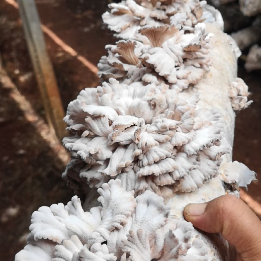昆明 白参菌干货鲜货批发零售这是新鲜的价格