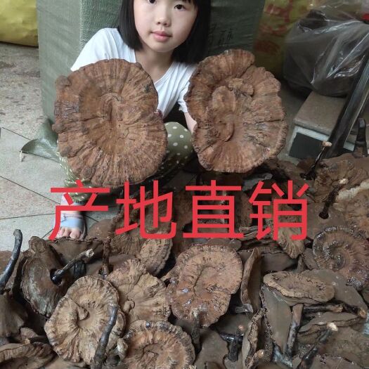 紫靈芝  江西林下靈芝粉靈芝長(zhǎng)腳靈芝帶草靈芝靈芝片