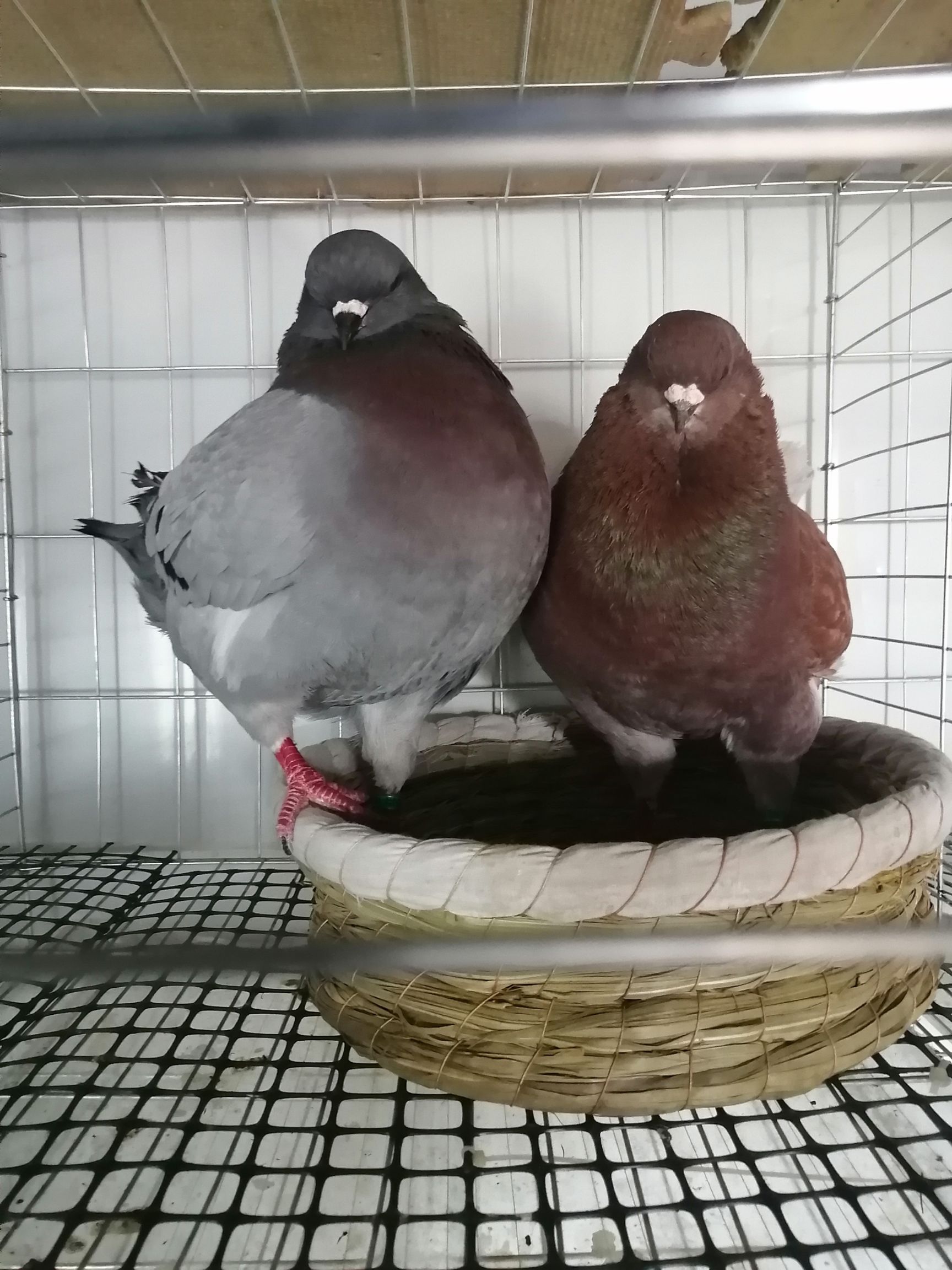 圆环鸽 元环圆环