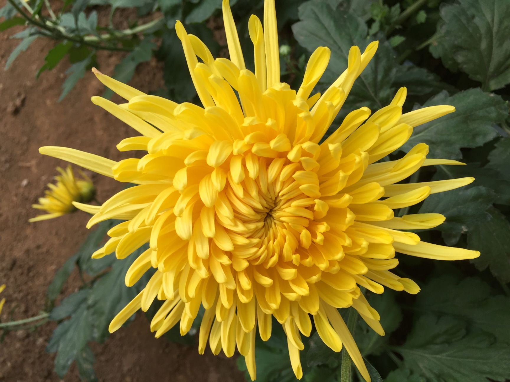 金丝皇菊苗 金丝皇菊，菊花，茶菊