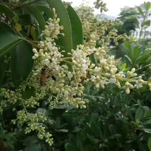 万安县 天然土蜂蜜