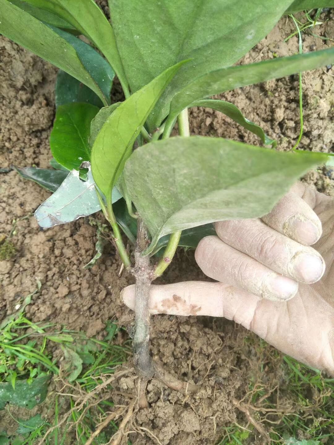 粉红黑老虎苗 黑老虎果苗