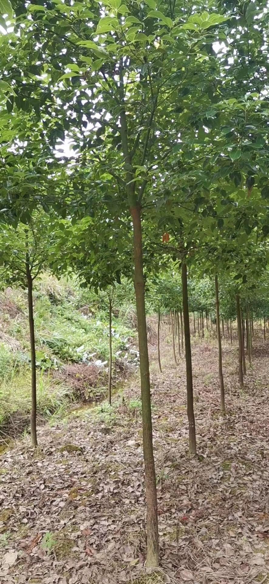 香樟树