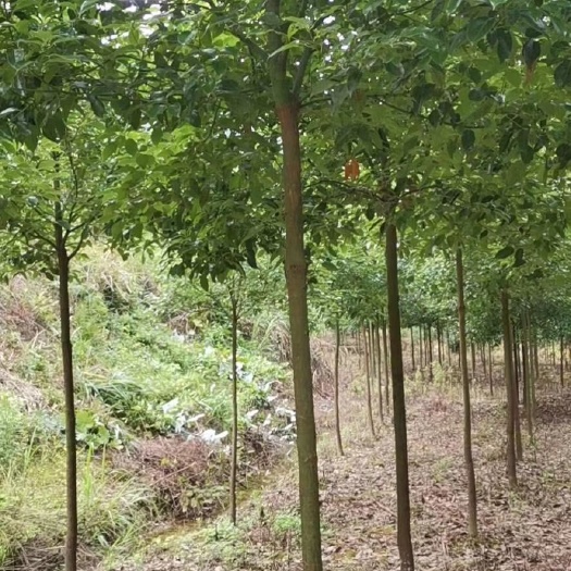 咸宁香樟树