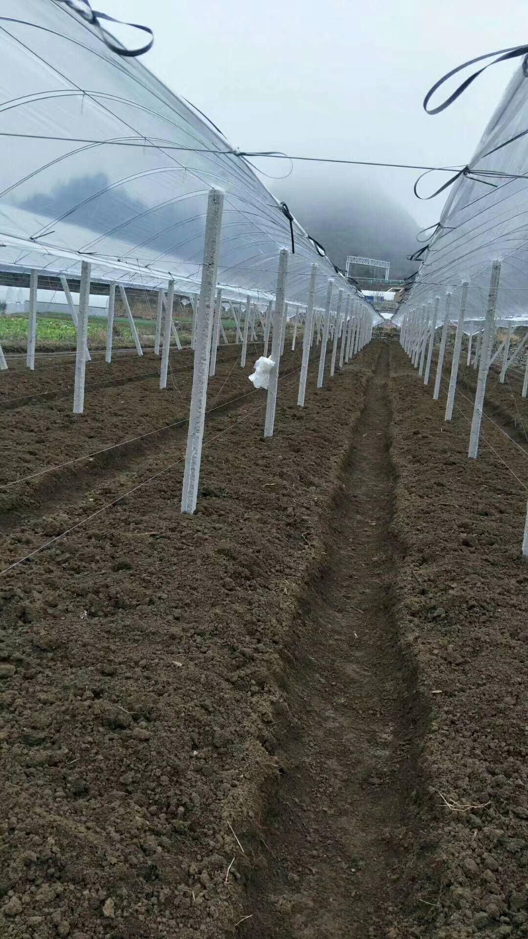 立柱 专业搭百香果架猕猴桃架八月瓜架葡萄架