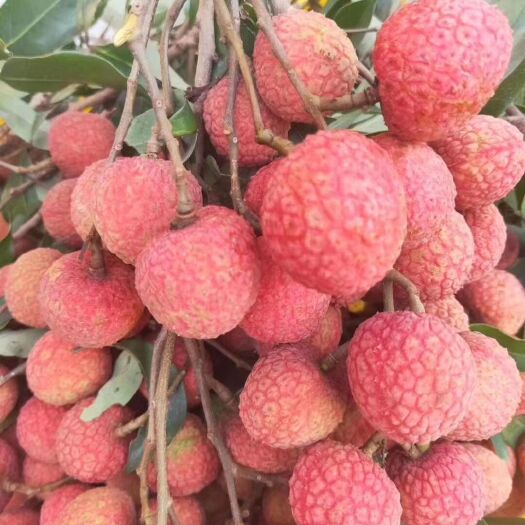 灵山县妃子笑荔枝 妃子笑和白糖婴，3.5块一斤
