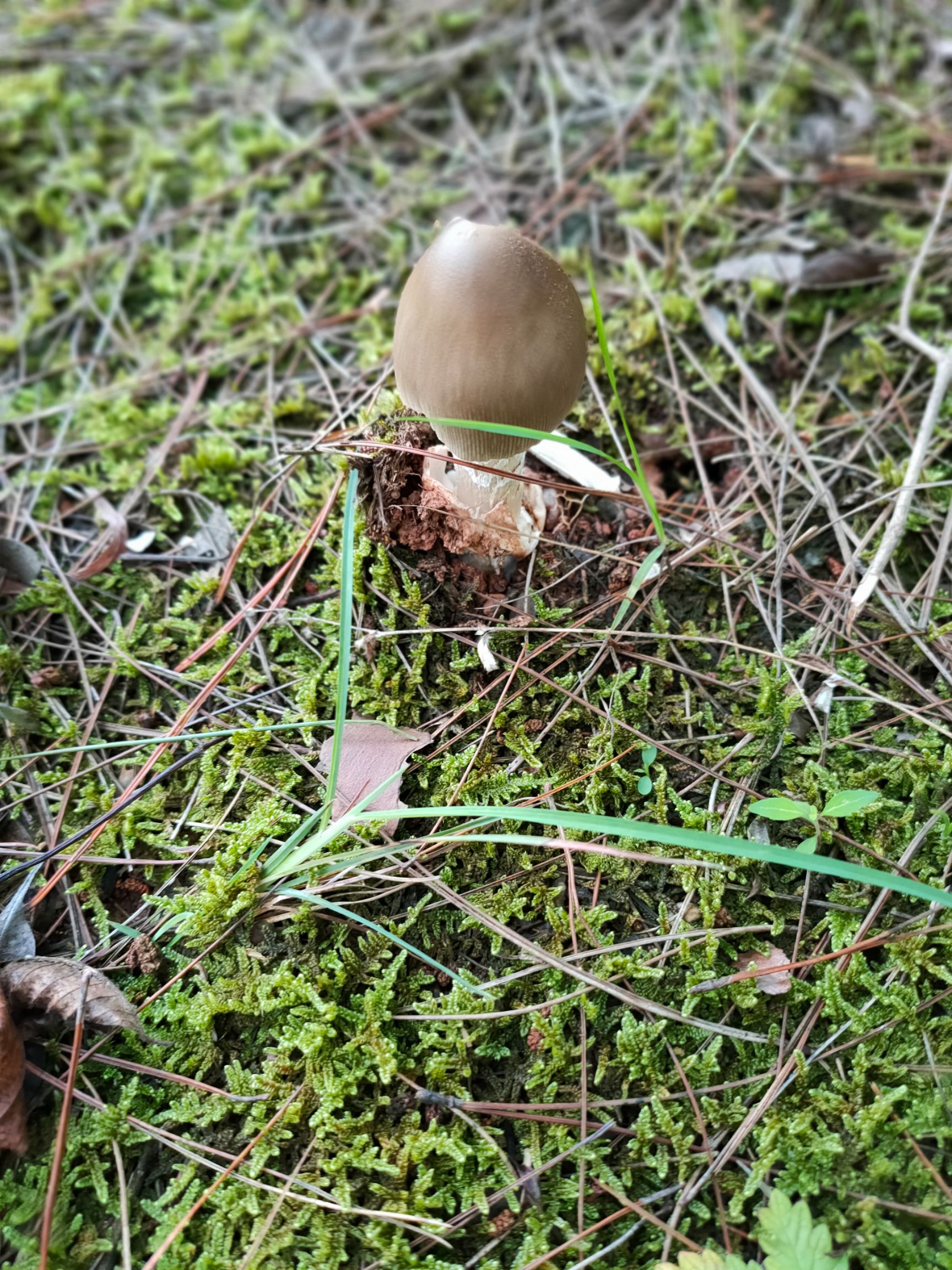 松树菌