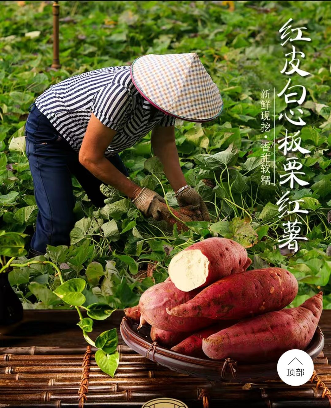 湛江五里香板栗红薯现大量上市,产地直销.部分包邮,欢迎选购.