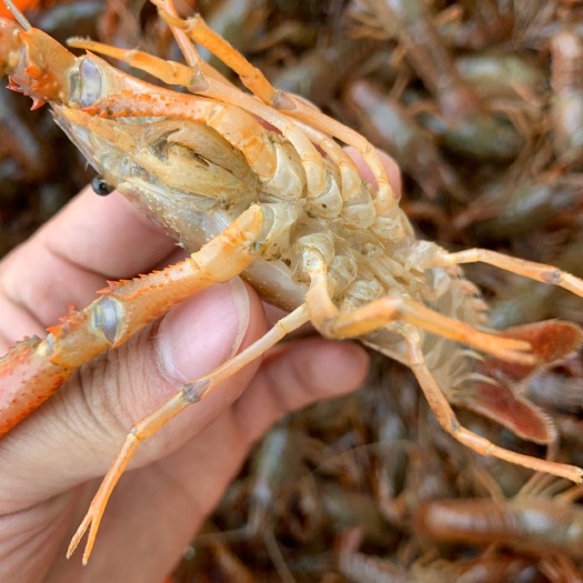 济南清水小龙虾 中青4-6钱