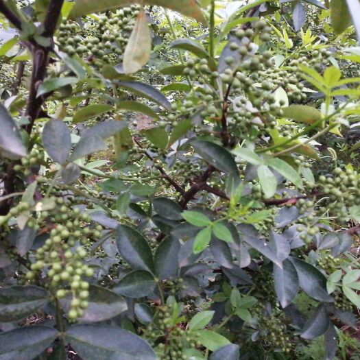 重庆市青花椒 一级 鲜花椒