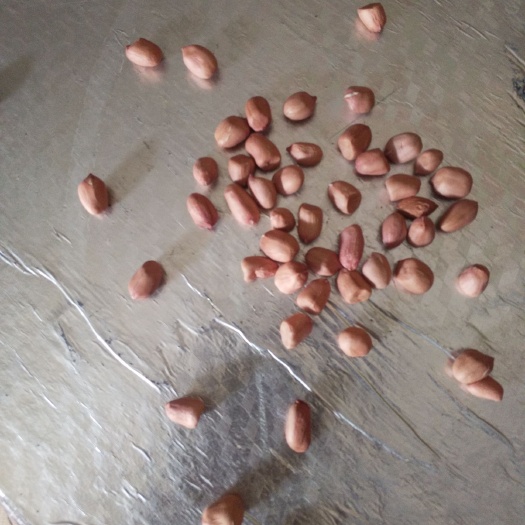 邓州市白沙308花生种 农户手剥花生种发芽率高我们这里种完剩下的