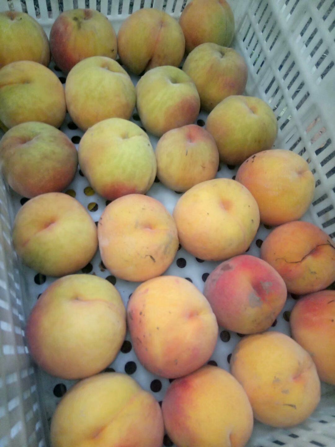  甜脆红桃，色泽鲜艳，口感好。耐运输，商品性好。