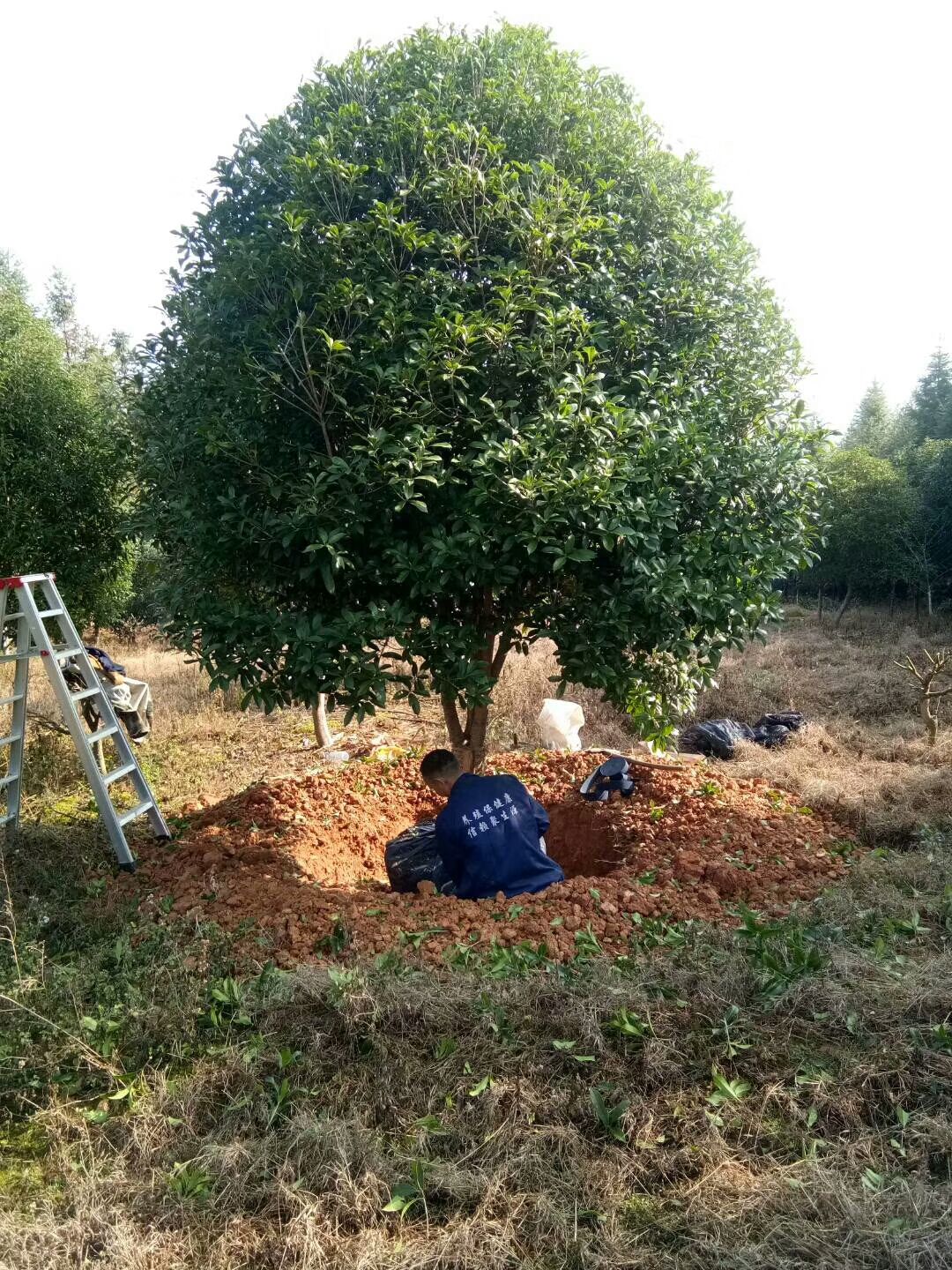 黃金桂花樹  18公分桂花樹