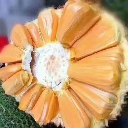 凭祥市越南菠萝蜜 越南木菠萝，一手货源，没有中间商赚差价