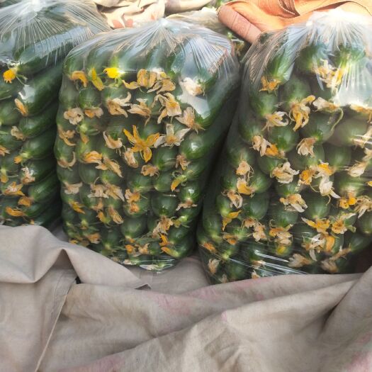 邯郸 荷兰小黄瓜