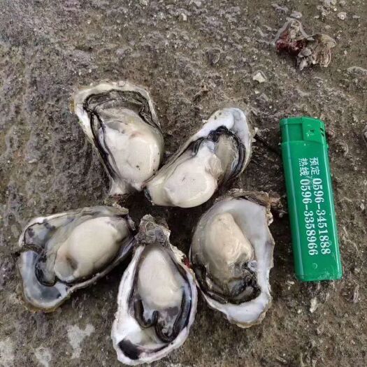 云霄县 牡蛎
