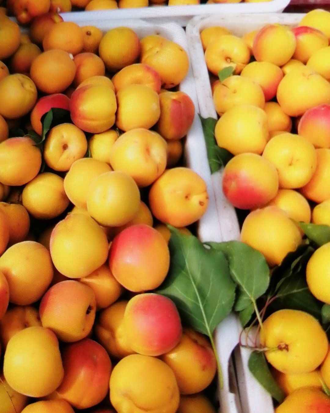  黄河古道，优质油桃，毛桃，杏，李子，价格低，质量好