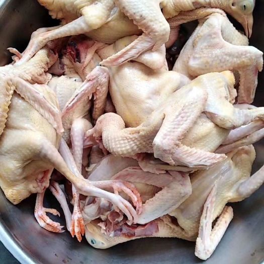 新乡 新鲜乳鸽上市了，快快甩订单过来吧