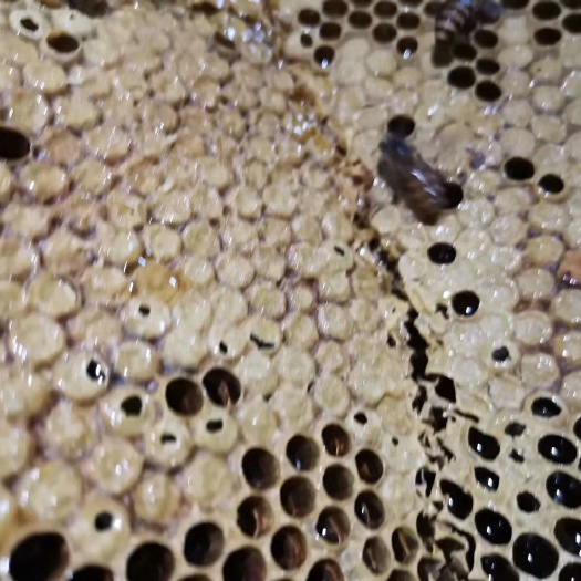 龙州县 野蜂蜜  土蜂蜜
