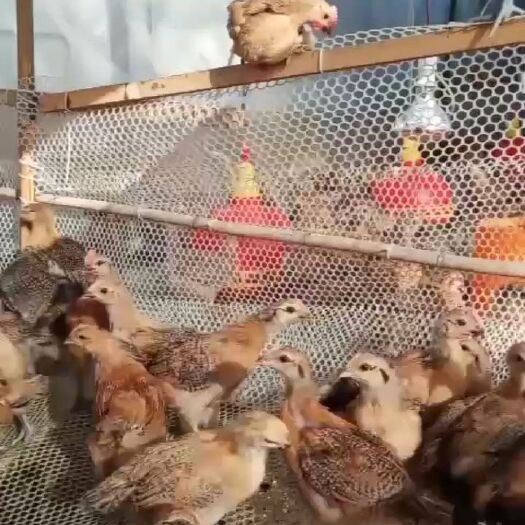 遂宁 土二鸡苗