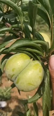 镇宁县 黄果树蜂糖李