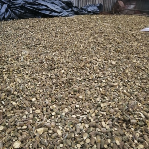 两面针阳枝