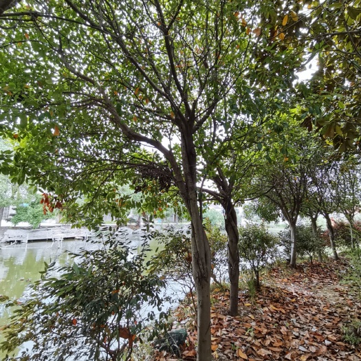 郎溪县中华石楠 七百亩林场，数十种苗木。