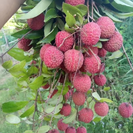 诏安县黑叶荔枝 2cm