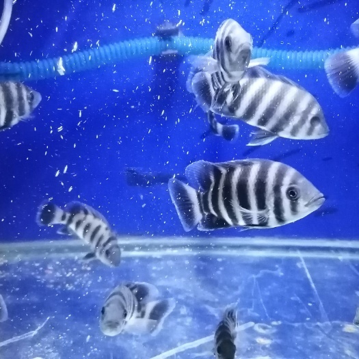 三湖慈鲷 常年出售十间观赏鱼