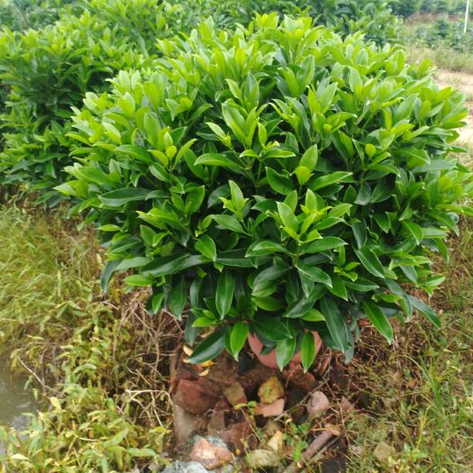 非洲茉莉