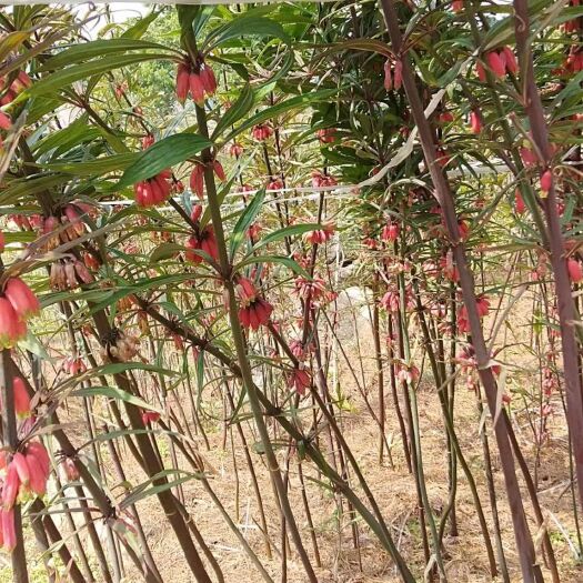 罗平县 农民自种植滇黄精