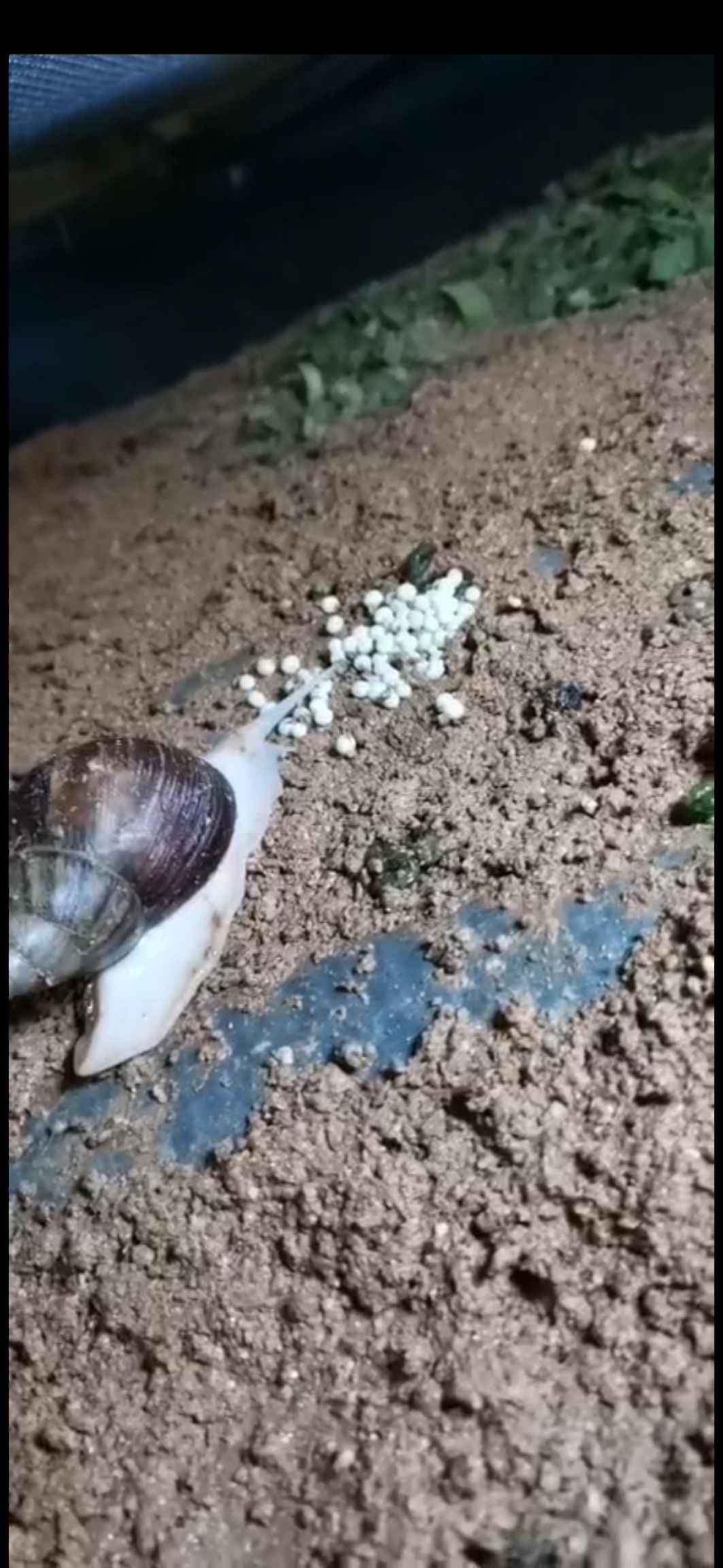  出售白玉蜗牛 商品牛，种蜗牛