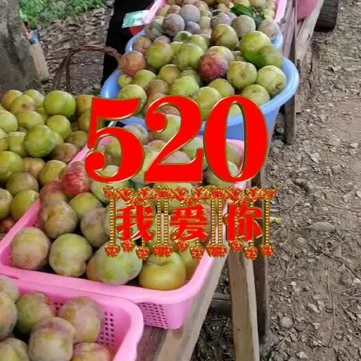 昭平县青脆李 富川脆李！