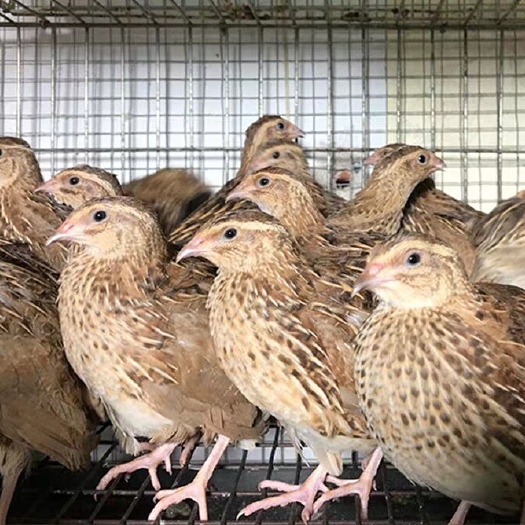 南宁鹌鹑苗、蛋鹌鹑苗
